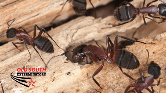 carpenter ants in South Carolina in the fall