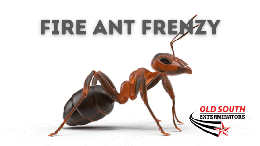 Coastal South Carolina fire ant control