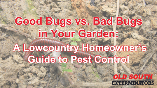 good bugs vs bad bugs in your garden
