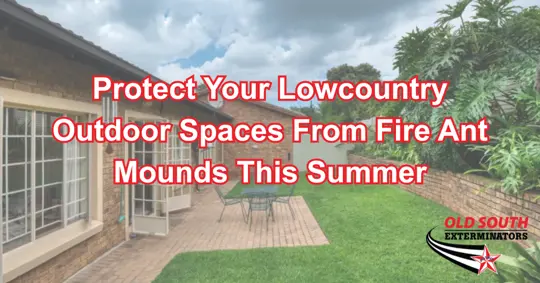 Old South Exterminators blog image about protecting Lowcountry outdoor spaces from fire ant mounds