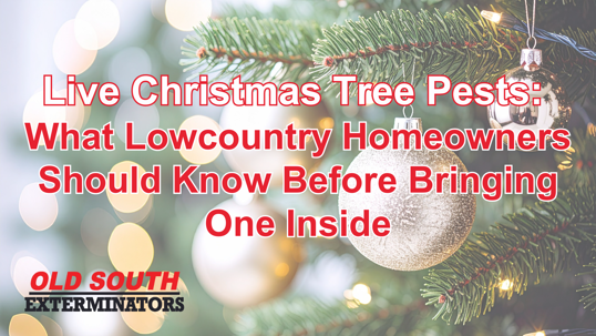 Christmas tree pests in South Carolina