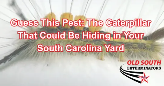 White-marked hickory tussock caterpillar in a South Carolina yard