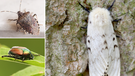 Stink Bug, Japanese Beetle, and Gypsy Moth