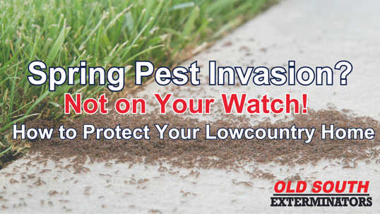 spring pest prevention in the Lowcountry