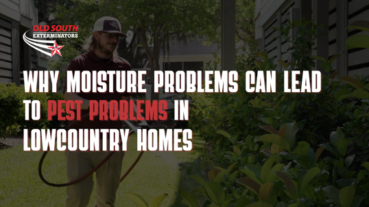 Why Moisture Problems Can Lead to Pest Problems in Lowcountry Homes