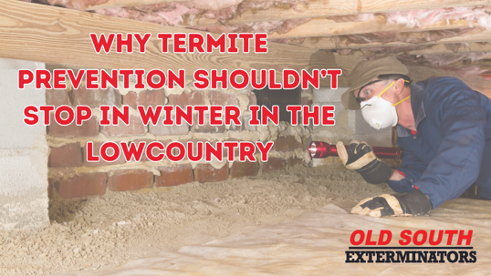 year-round termite prevention in the Lowcountry