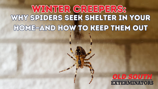 Preventing spider infestations in winter