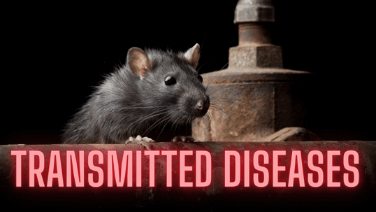 A graphic of a rodent with the words "transmitted diseases" on it