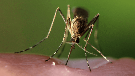 south carolina mosquito control