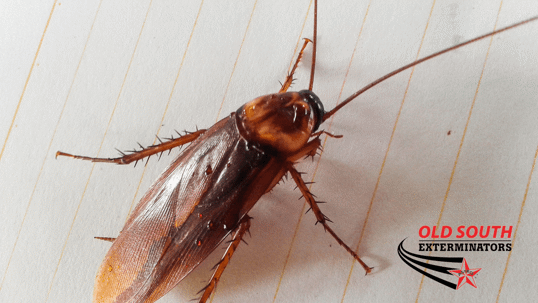 winter cockroach prevention South Carolina