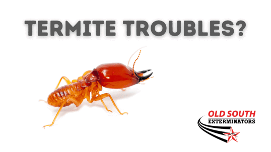 Lowcountry termite protection in Spring