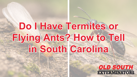 termites vs. flying ants South Carolina