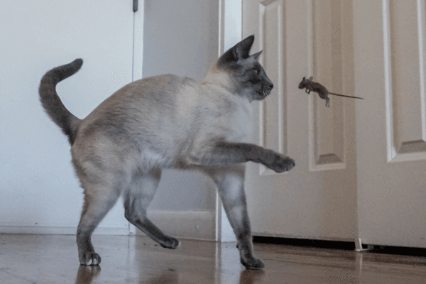 A cat looking at a mouse jumping