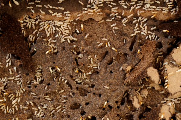 Termite Life Cycle