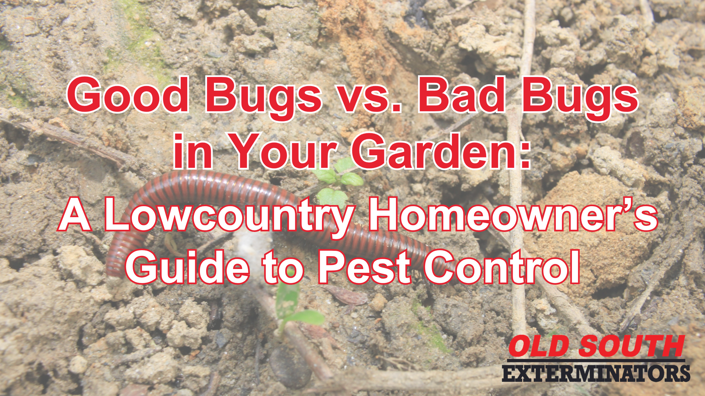 Good Bugs vs. Bad Bugs in Your Garden: A Lowcountry Homeowner’s Guide ...