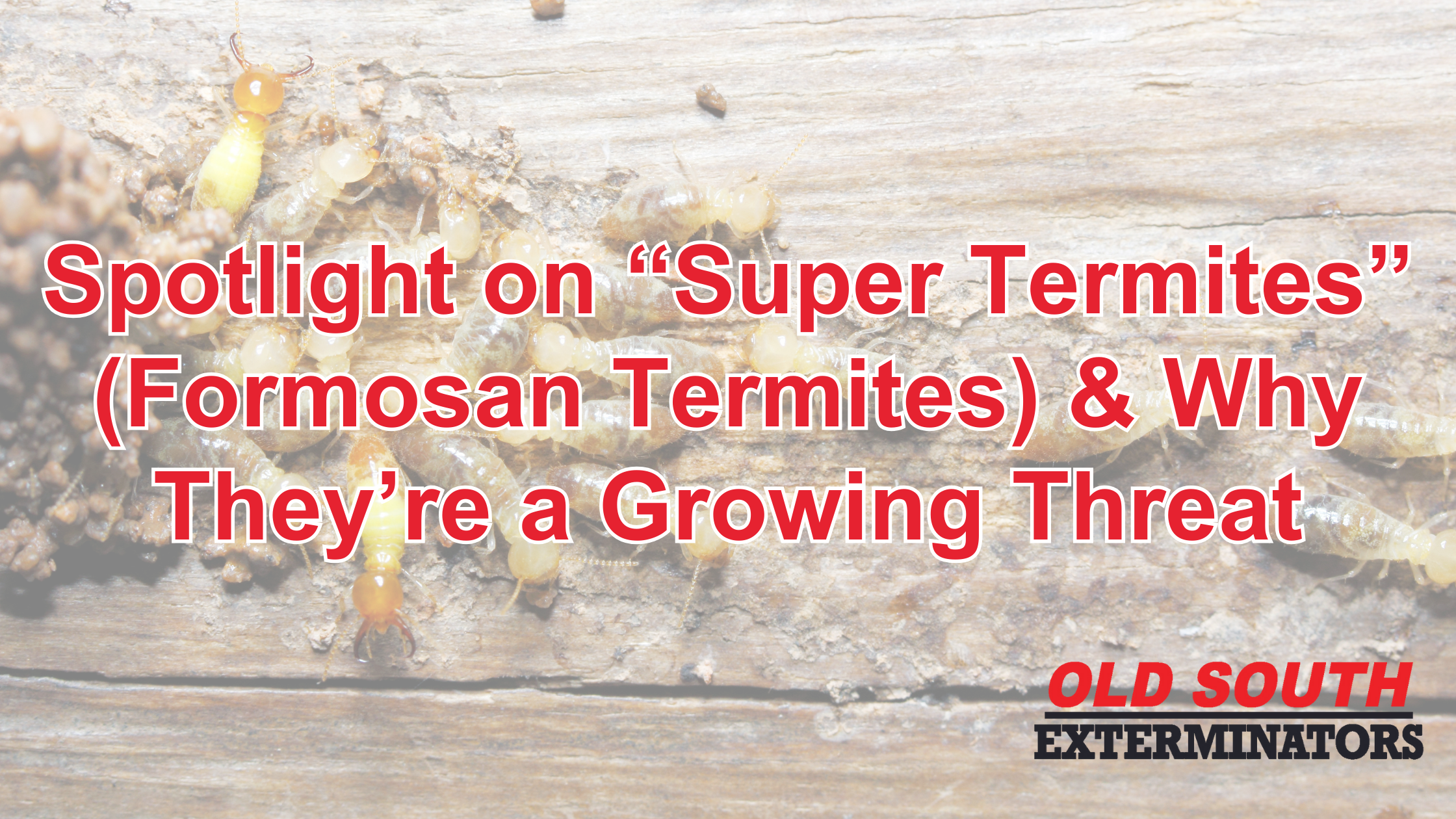 Spotlight on “Super Termites” (Formosan Termites) & Why They’re a ...