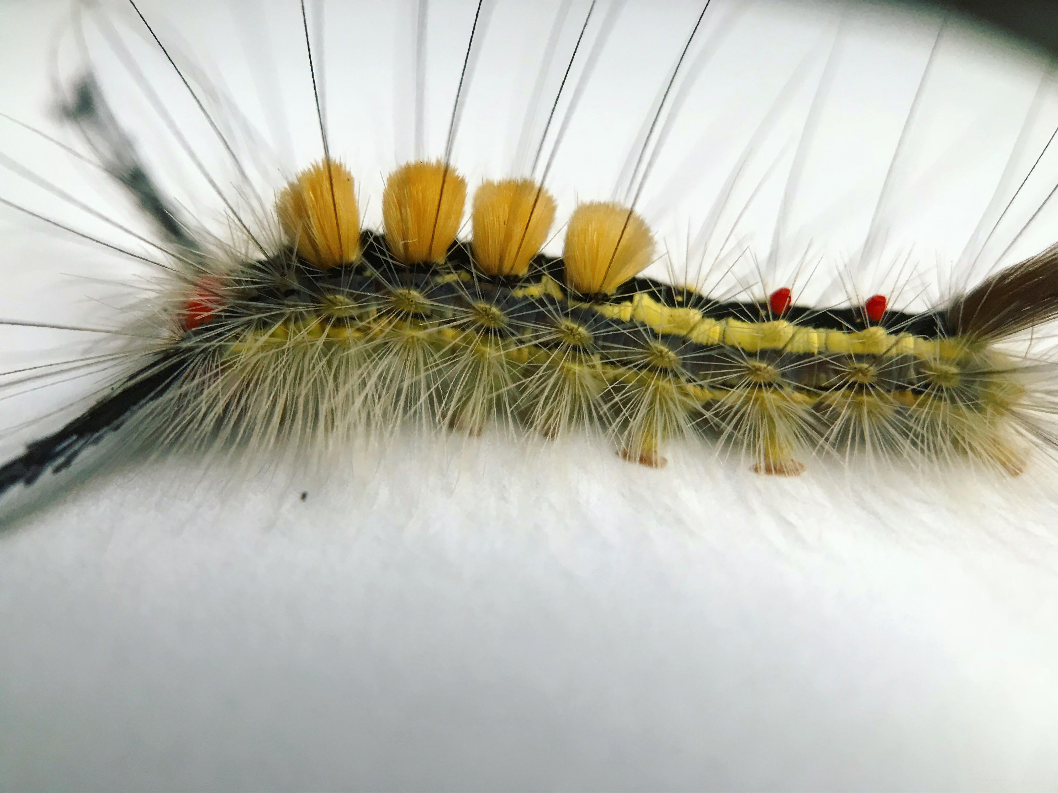 White-marked hickory tussock caterpillar in a South Carolina yard
